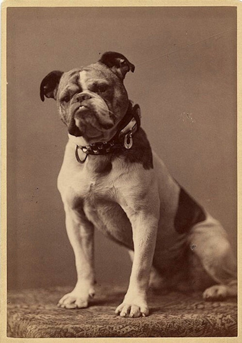 The original Handsome Dan.