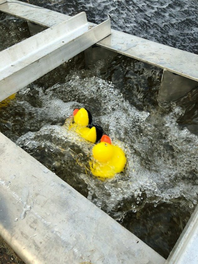 CBK fishway duck race 6 carousel.jpg